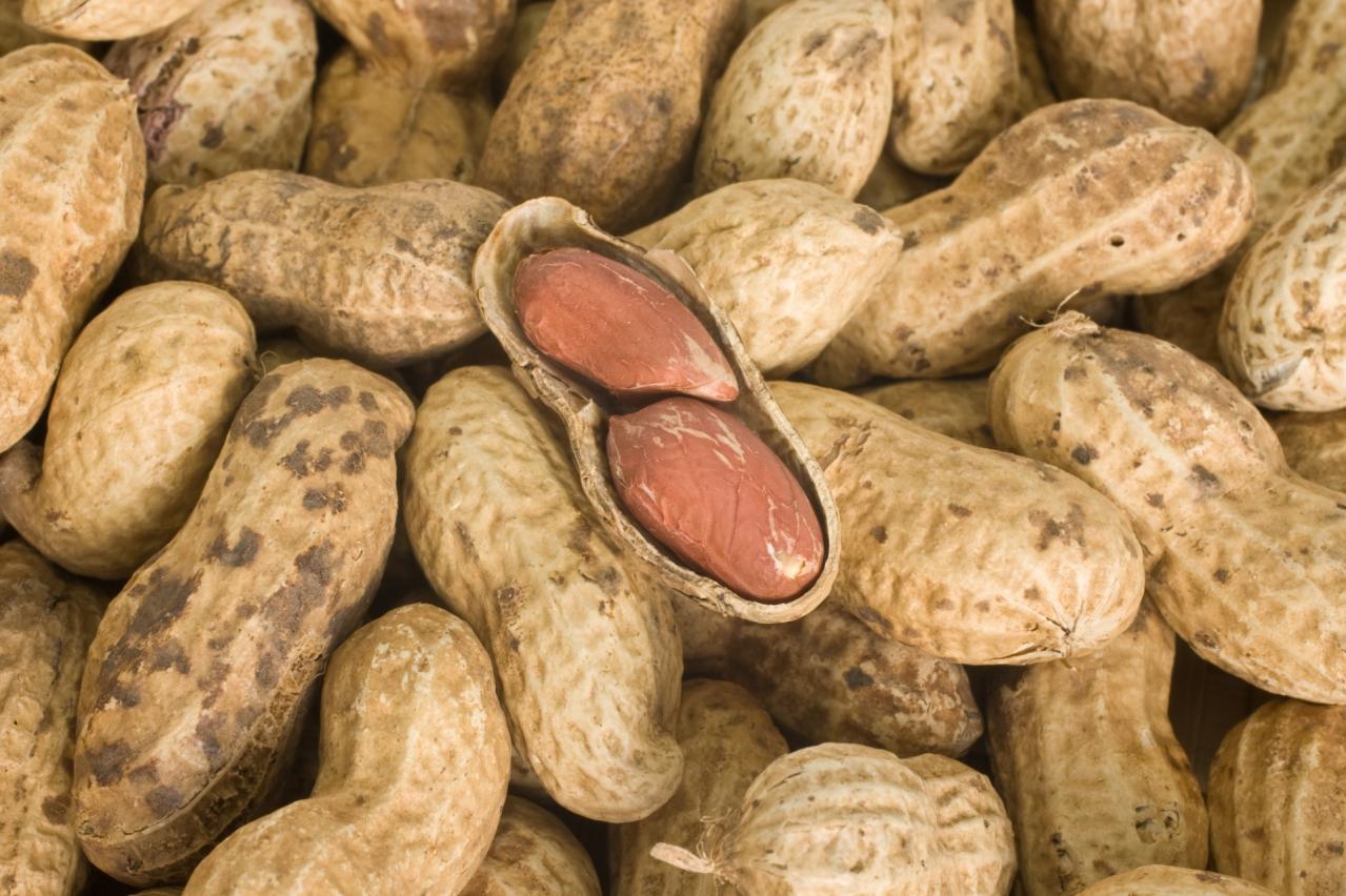 Chiba peanut