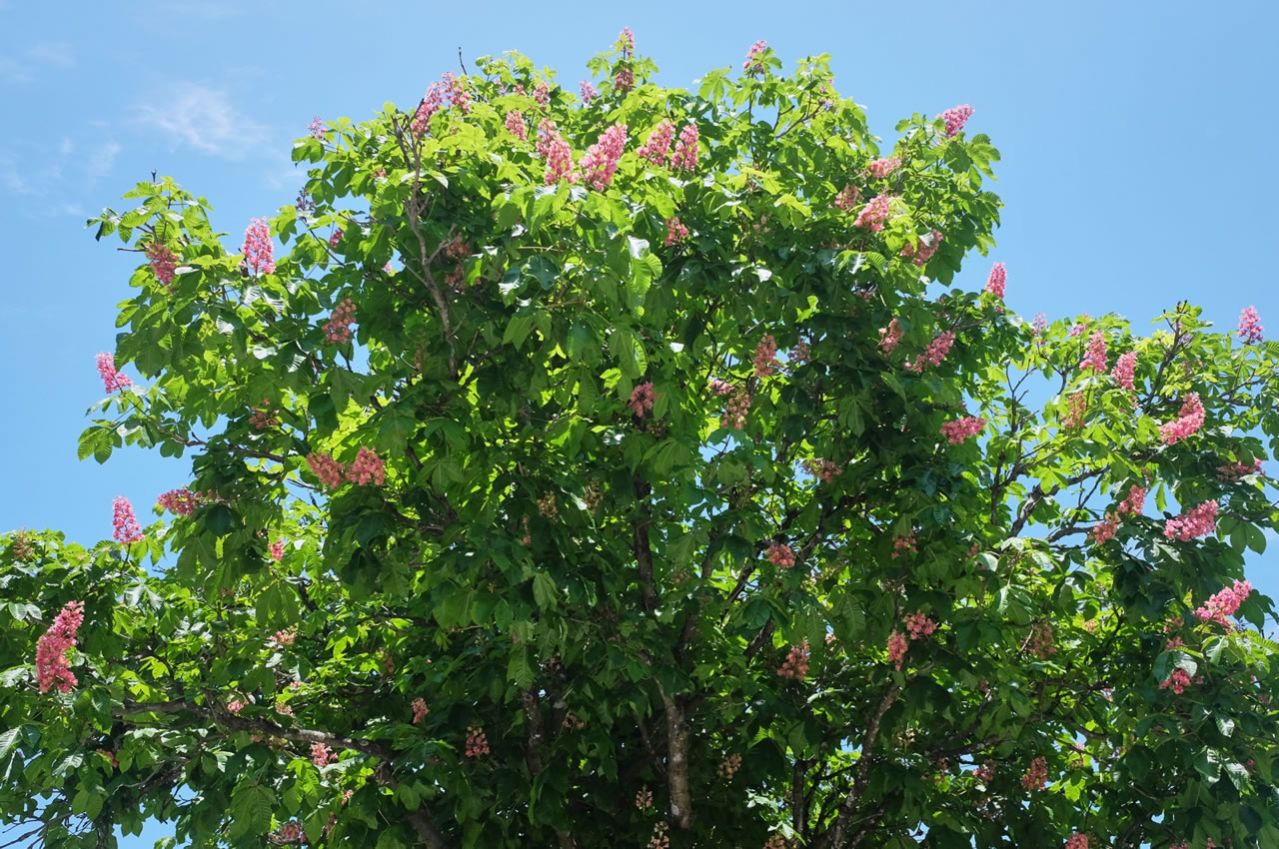 赤い花の咲いた栃の木
