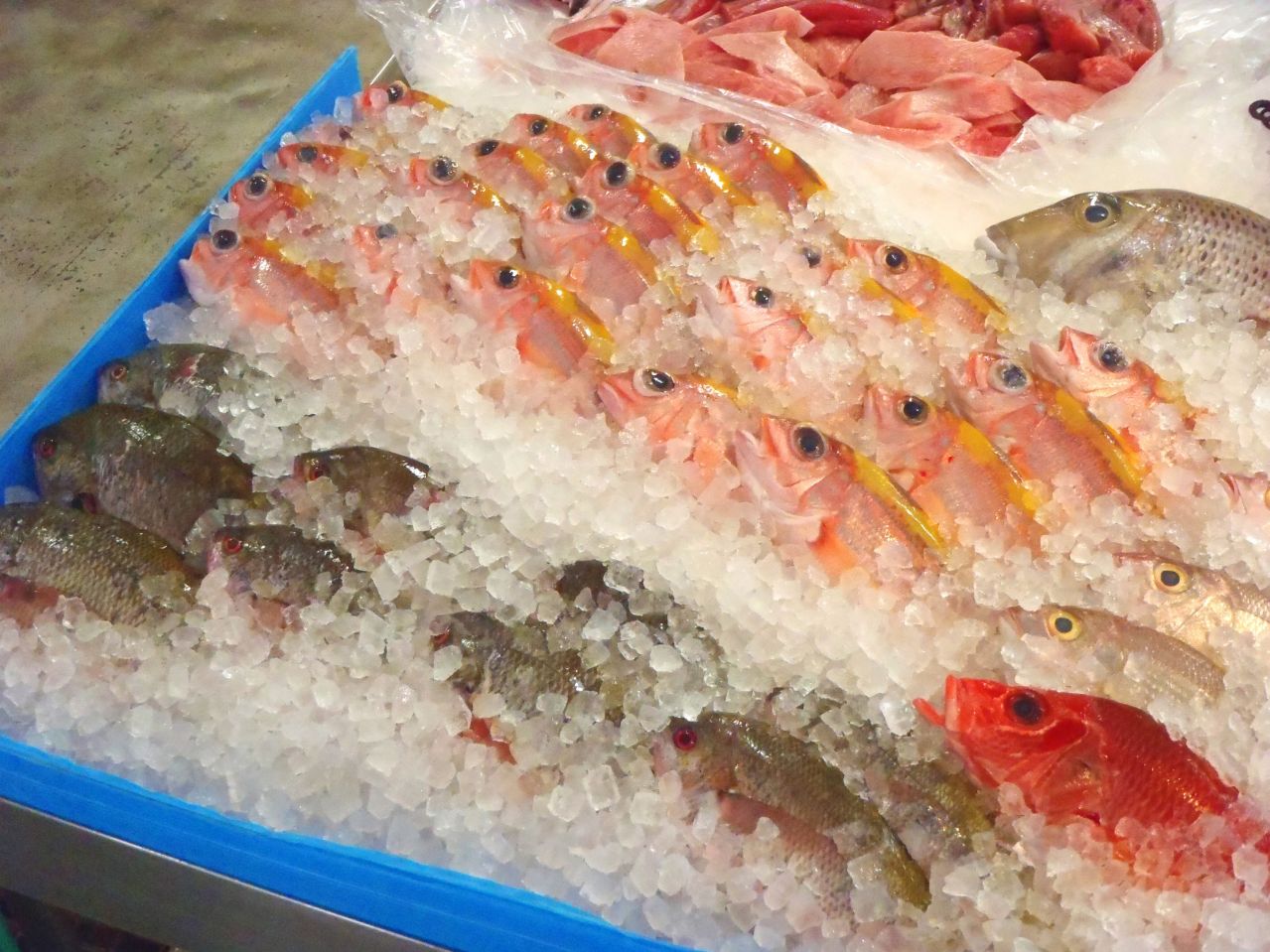 タカサゴ(グルクン)