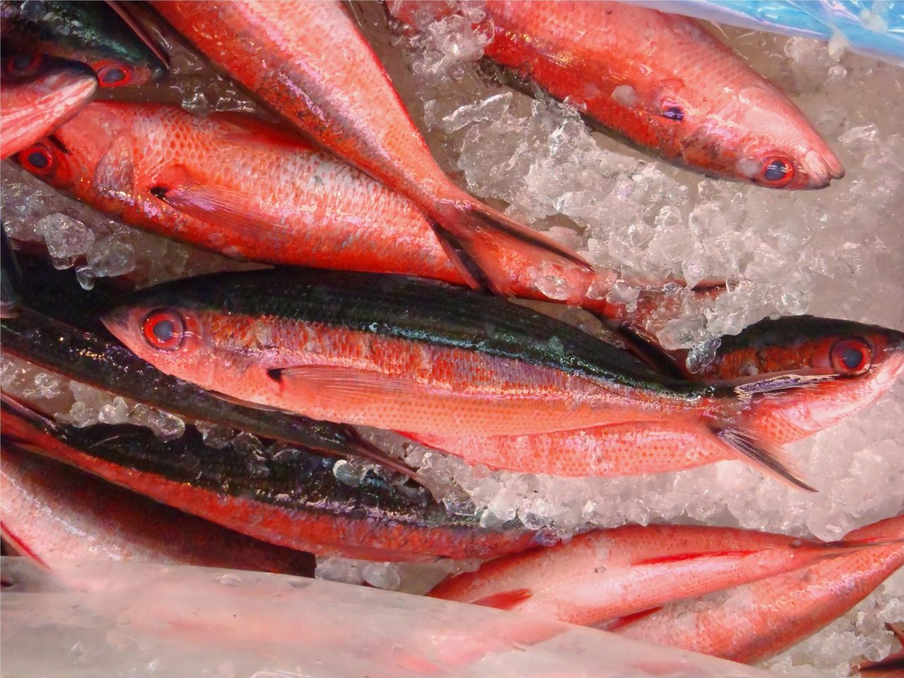 タカサゴ(グルクン)