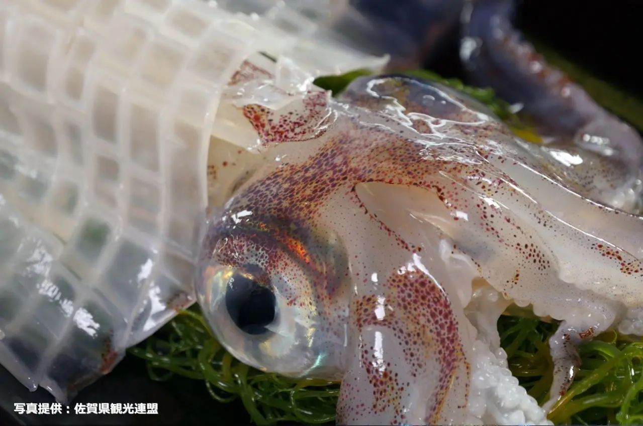 イカの活造り