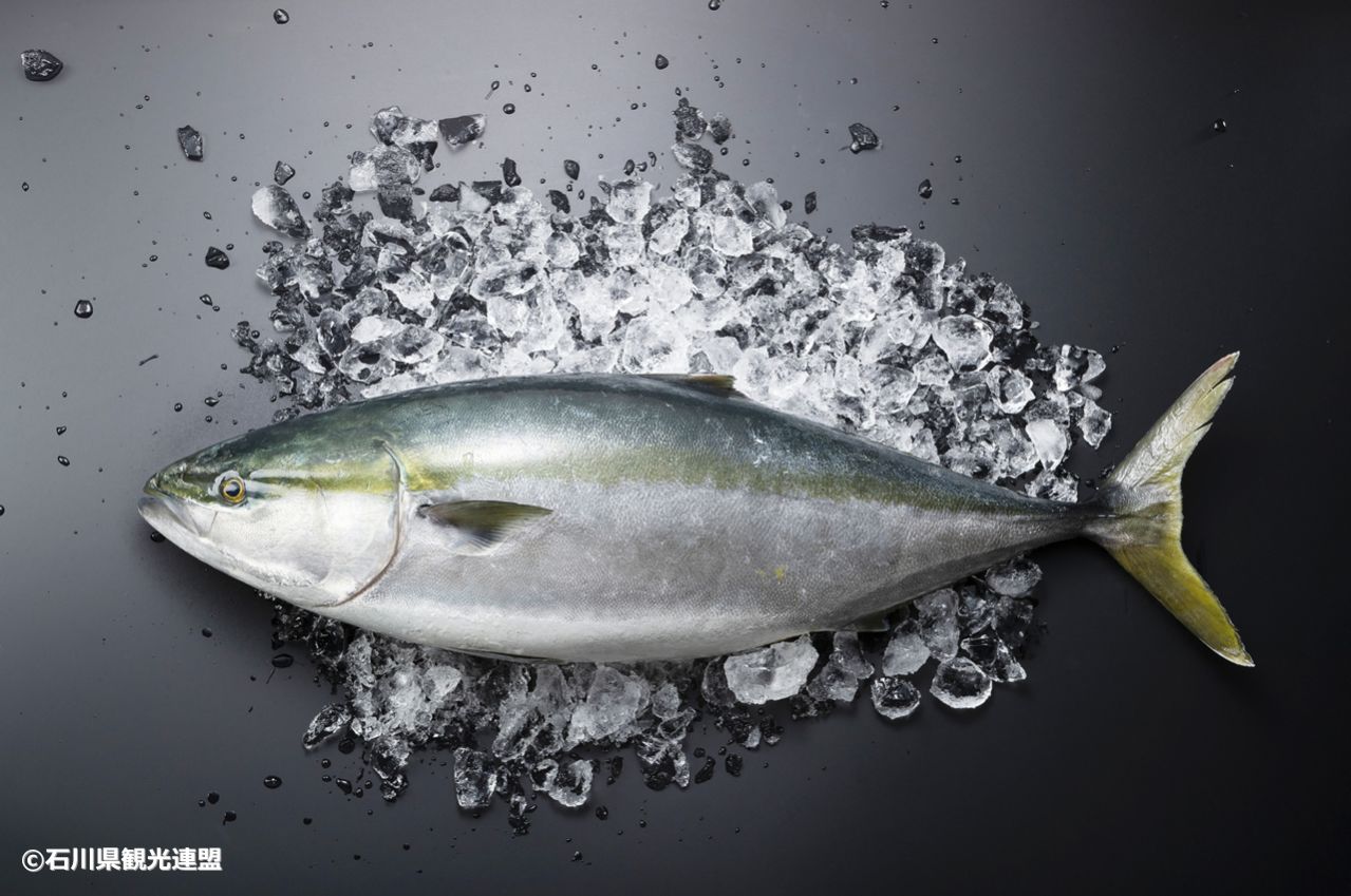 石川名物　のと寒ぶり