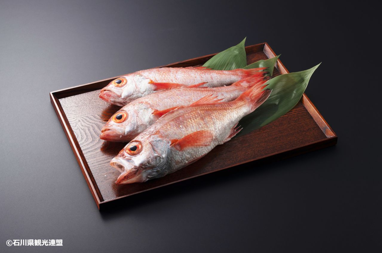 石川県　ノドグロ