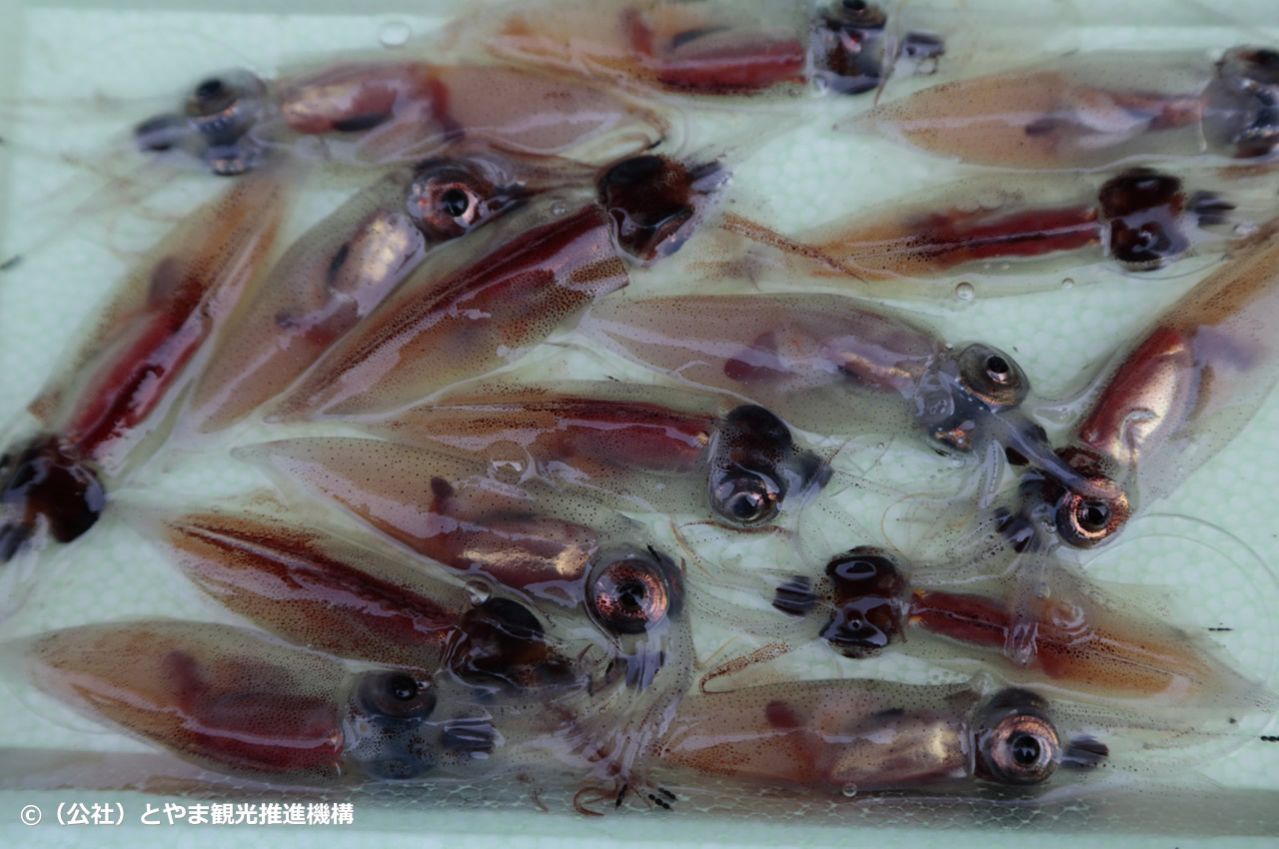  富山のホタルイカ