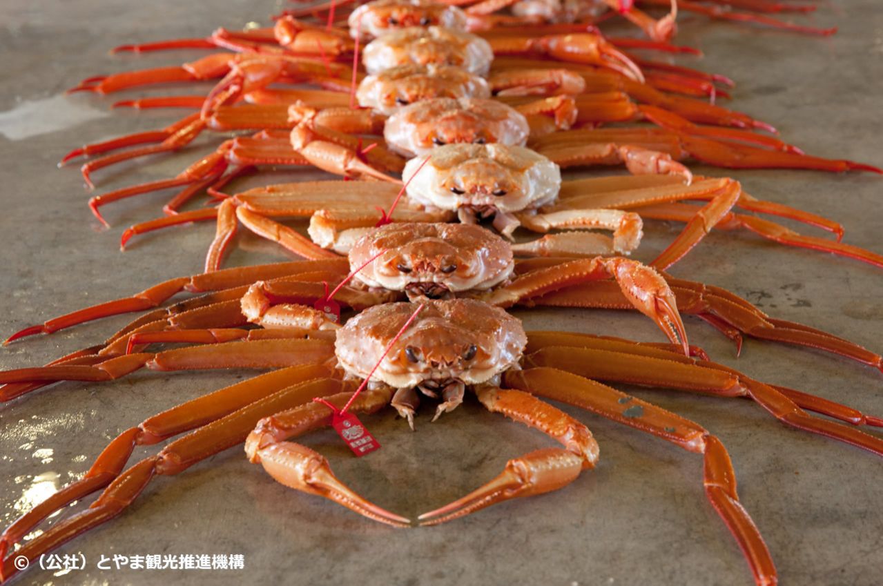 紅ズワイガニ