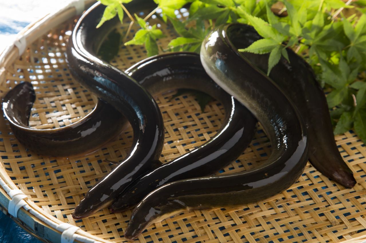 福井県 うなぎ②