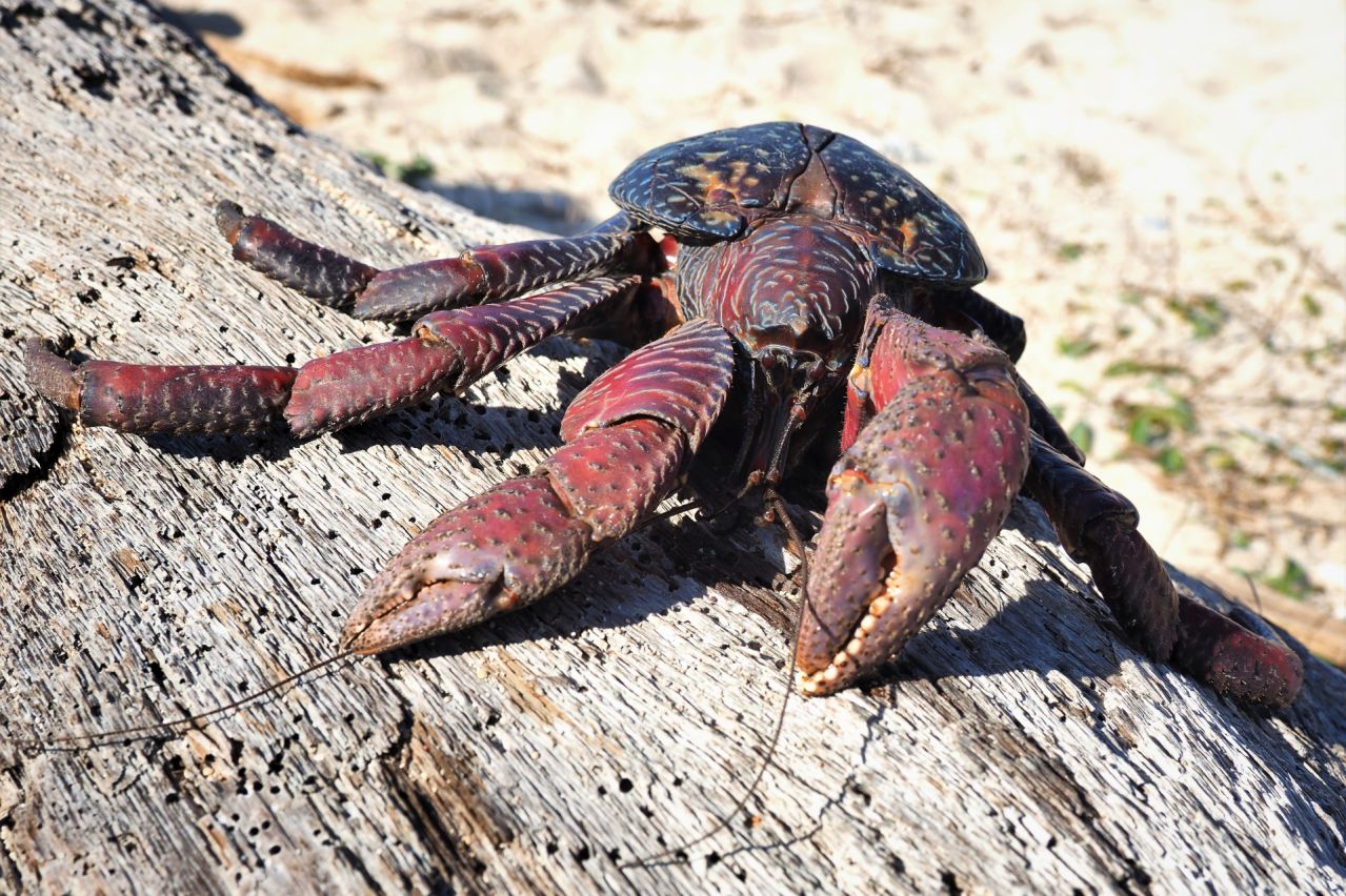 ヤシガニとは｜沖縄の神秘と濃厚な旨味の出会い、幻の味『ヤシガニ』」｜沖縄県