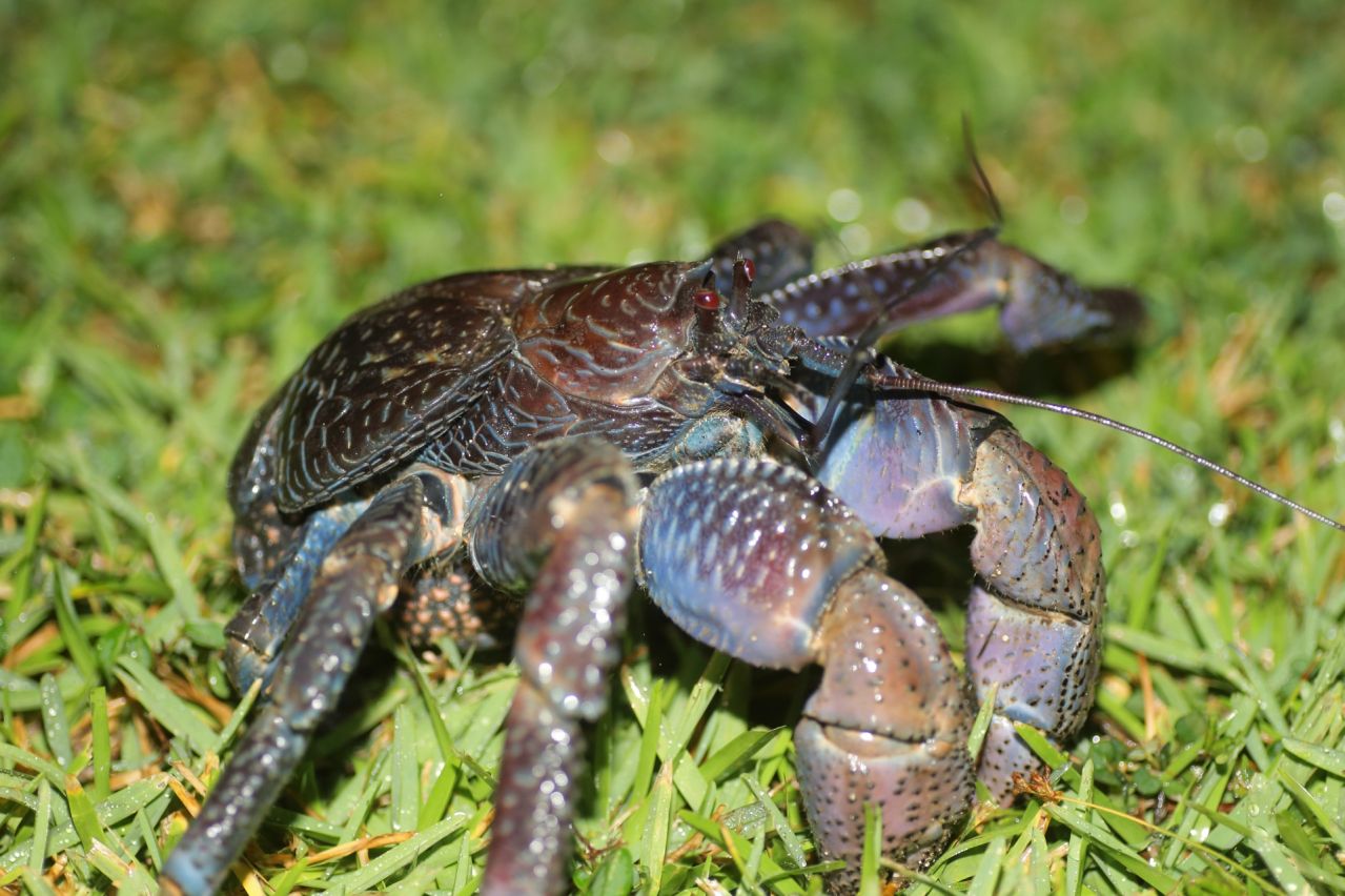 ヤシガニとは｜沖縄の神秘と濃厚な旨味の出会い、幻の味『ヤシガニ』」｜沖縄県