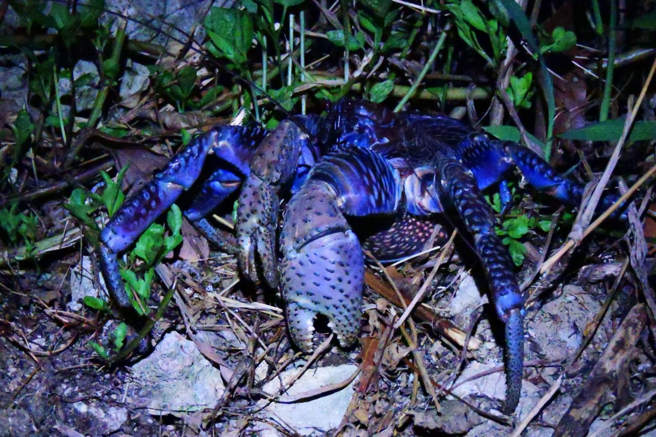 ヤシガニとは｜沖縄の神秘と濃厚な旨味の出会い、幻の味『ヤシガニ』」｜沖縄県