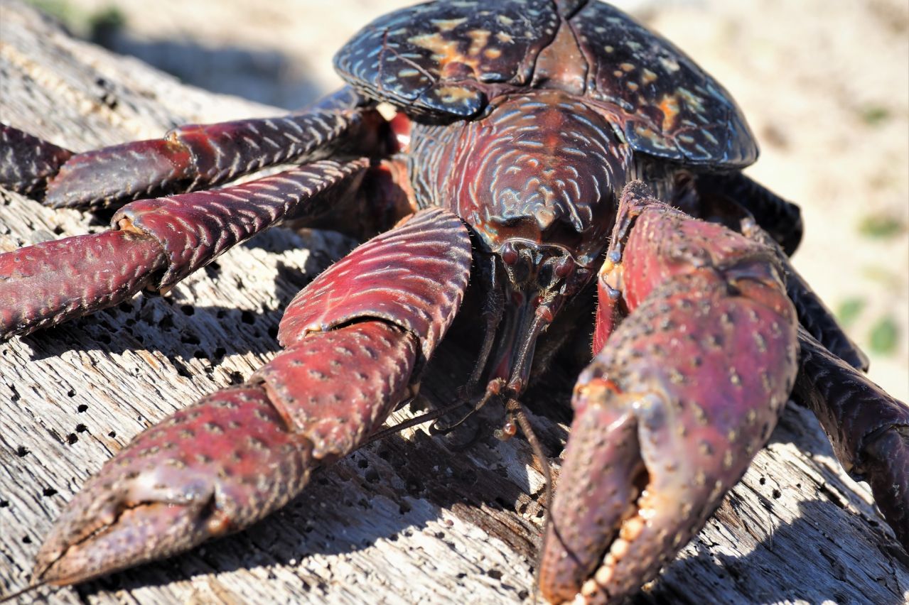 ヤシガニとは｜沖縄の神秘と濃厚な旨味の出会い、幻の味『ヤシガニ』」｜沖縄県