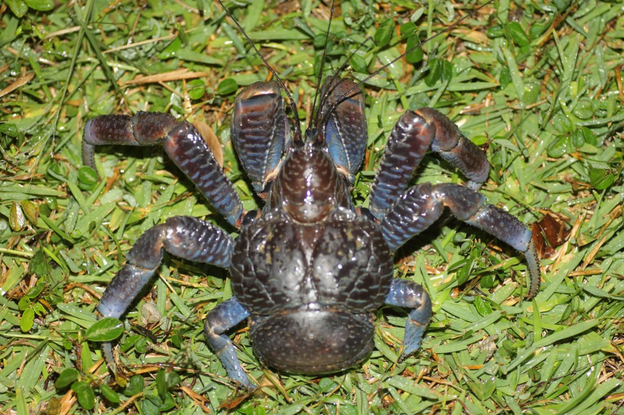 ヤシガニとは｜沖縄の神秘と濃厚な旨味の出会い、幻の味『ヤシガニ』」｜沖縄県