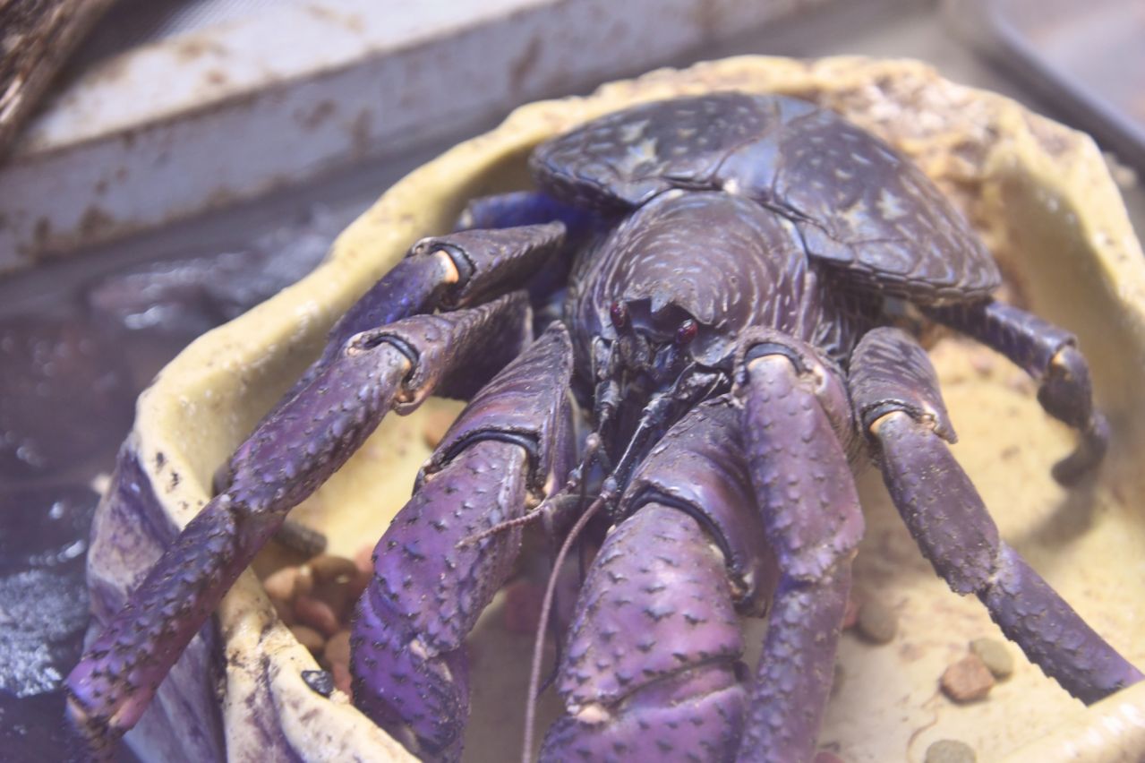 ヤシガニとは｜沖縄の神秘と濃厚な旨味の出会い、幻の味『ヤシガニ』」｜沖縄県