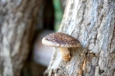 Nấm Hương Nguyên Mộc